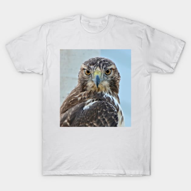 Red Tailed Hawk Close Up T-Shirt by Scubagirlamy